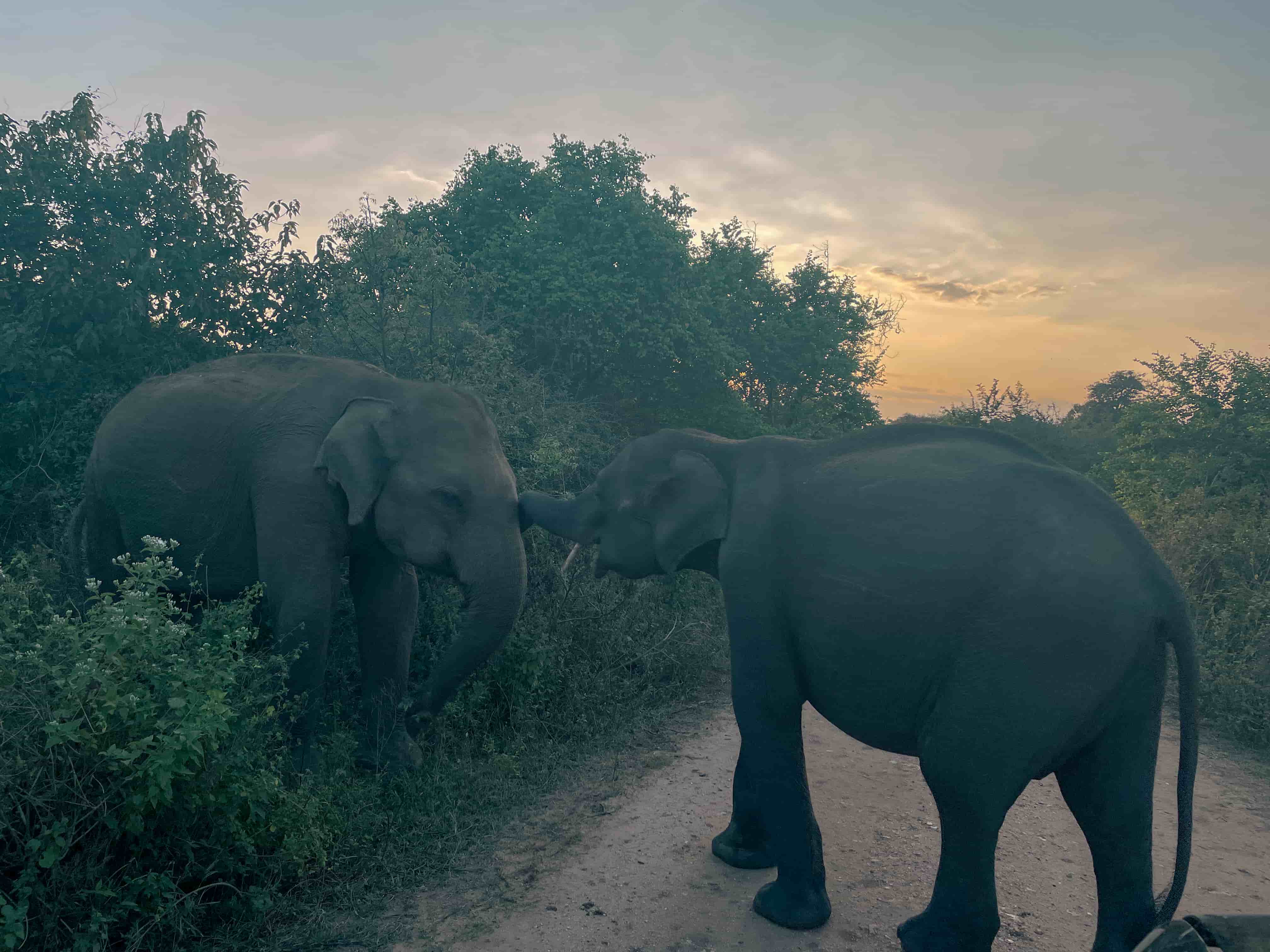 Yala National Park